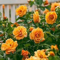 Dark Yellow Rose Flower Seeds for Planting – NonGMO Heirloom Garden Seeds Perfect for Borders
 
 Sale