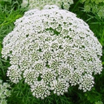 Lace Flower seeds for Planting - Pollinator Friendly, Heirloom & GMO Free Seeds for Home Garden
 
 Sale seeds for planting in home garden