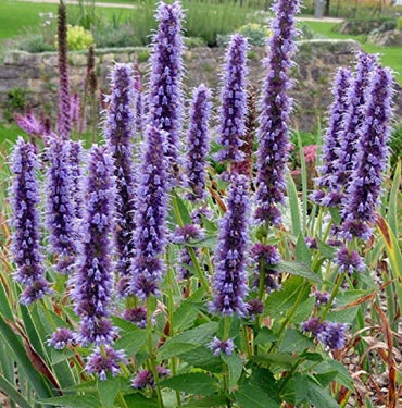 Heirloom Hyssop Flower seeds for Planting Sun Loving Heirloom & GMO Free Seeds for Home Garden