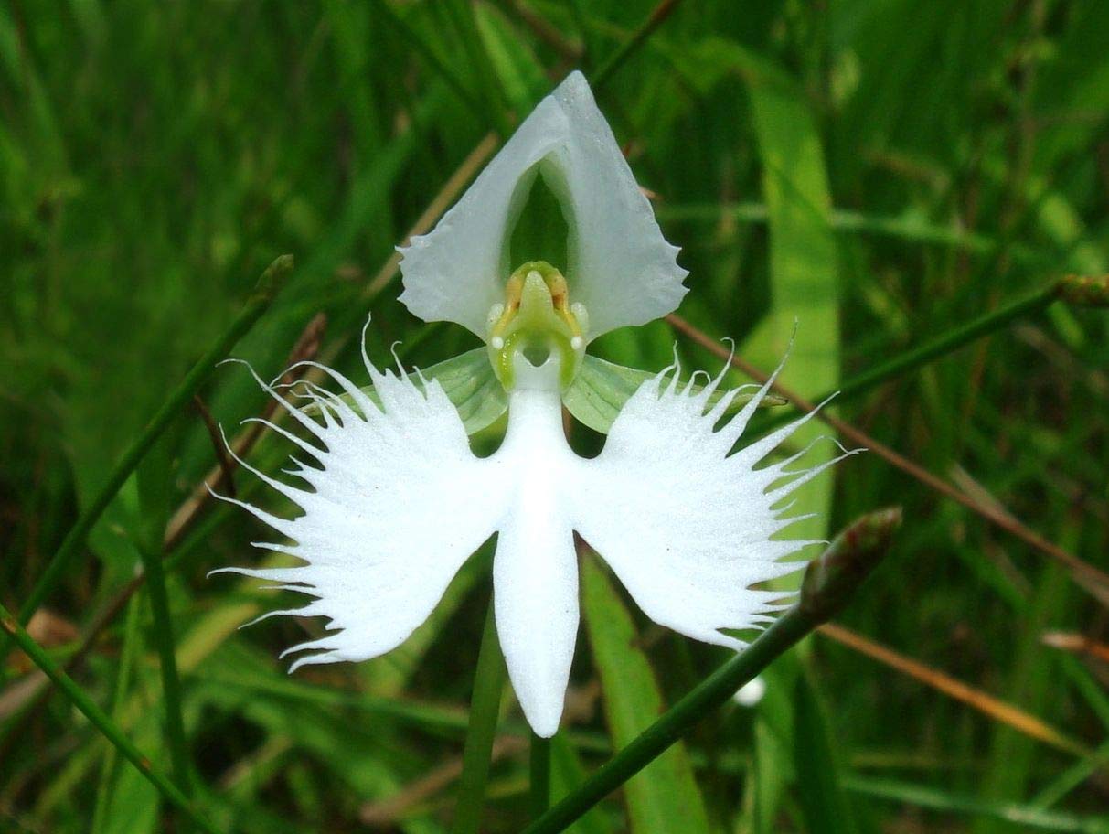 Dove Orchid Flower seeds for Planting Wildflower Mix Heirloom & GMO Free Seeds for Home Garden