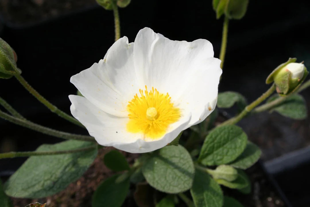 Creticus Flower seeds for Planting - Long Bloom Season, Heirloom & GMO Free Seeds for Home Garden