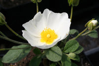 Creticus Flower seeds for Planting - Long Bloom Season, Heirloom & GMO Free Seeds for Home Garden