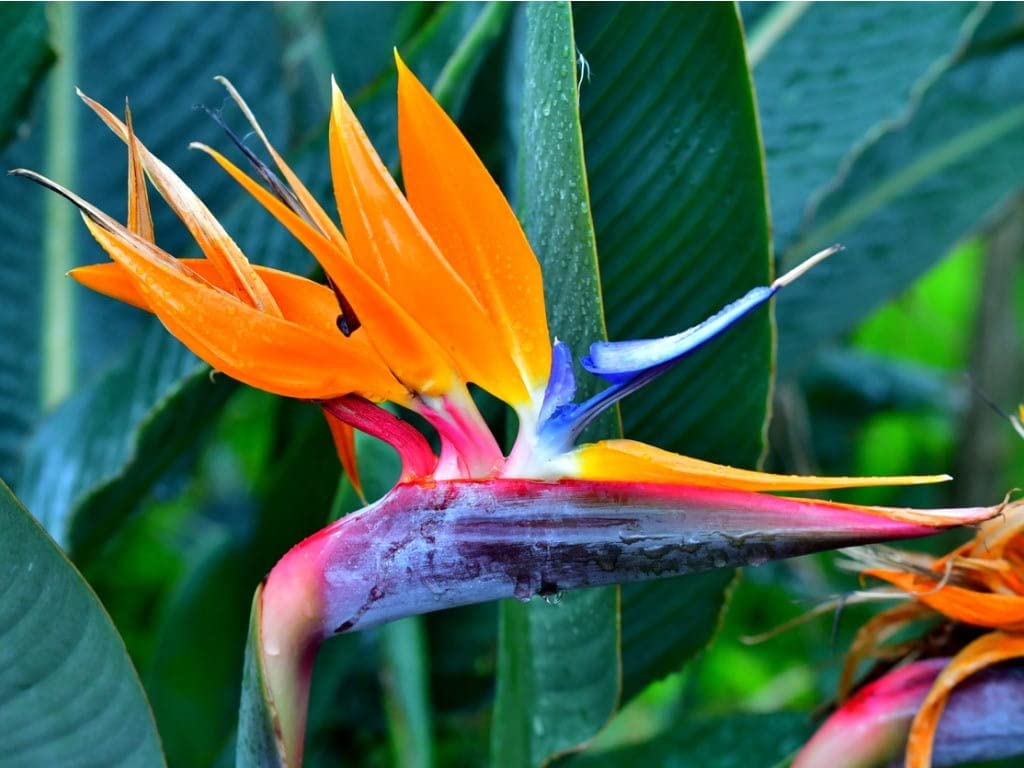 Strelitzia Flower Planting Seeds