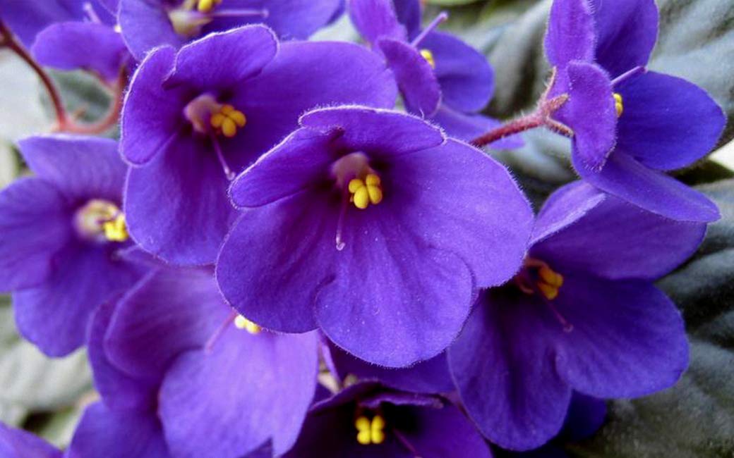 Navy Blue Mini Violet Flower Seeds for Planting Premium Quality Heirloom & GMO Free Seeds for Home Garden
 
 Sale