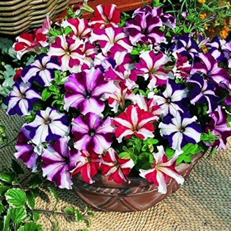 Multi-Colour Starry Petunia Flower seeds for Planting - Pollinator Friendly, Heirloom & GMO Free Seeds for Home Garden