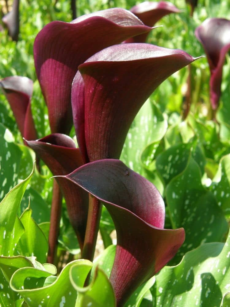 Dark Gray Calla Flower Seeds for Planting Long Bloom Season Heirloom & GMO Free Seeds for Home Garden
 
 Sale