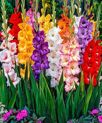 Gladiolus Flower seeds for Planting - Garden Favorite, Heirloom & GMO Free Seeds for Home Garden