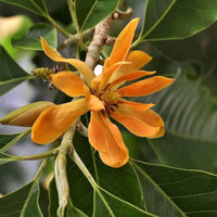 Magnolia Orange Flower Seeds – Beautiful, Orange Magnolias for Garden Displays