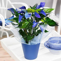 Sky Blue Yellow Anthurium Flower seeds for Planting - Vibrant Colors, Heirloom & GMO Free Seeds for Home Garden