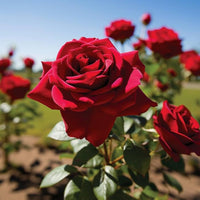 Rosa Flower seeds for Planting Fragrant Blossoms Heirloom & GMO Free Seeds for Home Garden