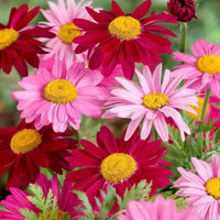 Pyrethrum Flower seeds for Planting Cottage Garden Essential Heirloom & GMO Free Seeds for Home Garden 
 
 Sale