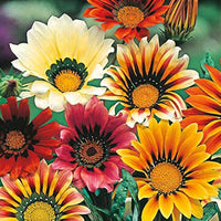 Giant Gazania Flower seeds for Planting - Colorful Display, Heirloom & GMO Free Seeds for Home Garden