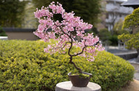 Baby Pink Simsii Bonsai Flower seeds for Planting Cottage Garden Essential Heirloom & GMO Free Seeds for Home Garden