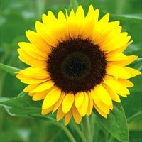 Yellow Helianthus Annus Flower Seeds for planting