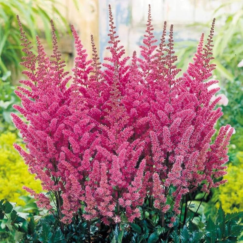 Astilbe Flower seeds for Planting Hardy Variety Heirloom & GMO Free Seeds for Home Garden