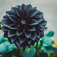 Black Pompon Dahlia Flower seeds for Planting - Shade Tolerant, Heirloom & GMO Free Seeds for Home Garden