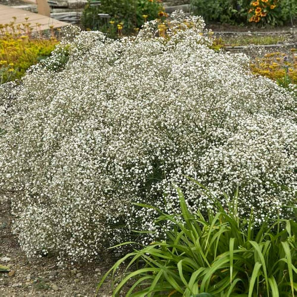 White Snow Flower Seeds Planting - Cultivate Beautiful White Flowers