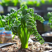 Spiralis Flower seeds for Planting Easy to Grow Heirloom & GMO Free Seeds for Home Garden