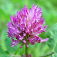 Pink Clover Flower seeds for Planting - Premium Quality, Heirloom & GMO Free Seeds for Home Garden