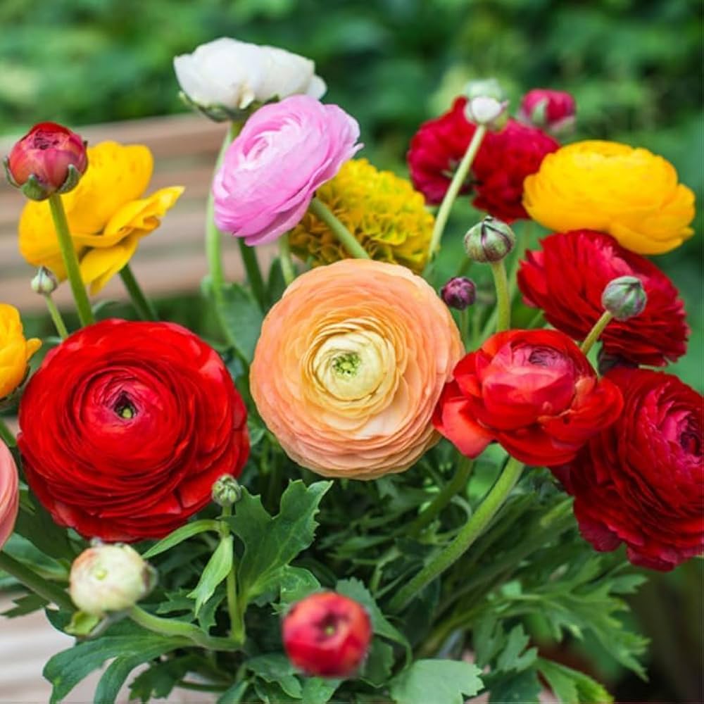 Ranunculus Perennial Flower seeds for Planting, Drought Tolerant Heirloom & GMO Free Seeds for Home Garden