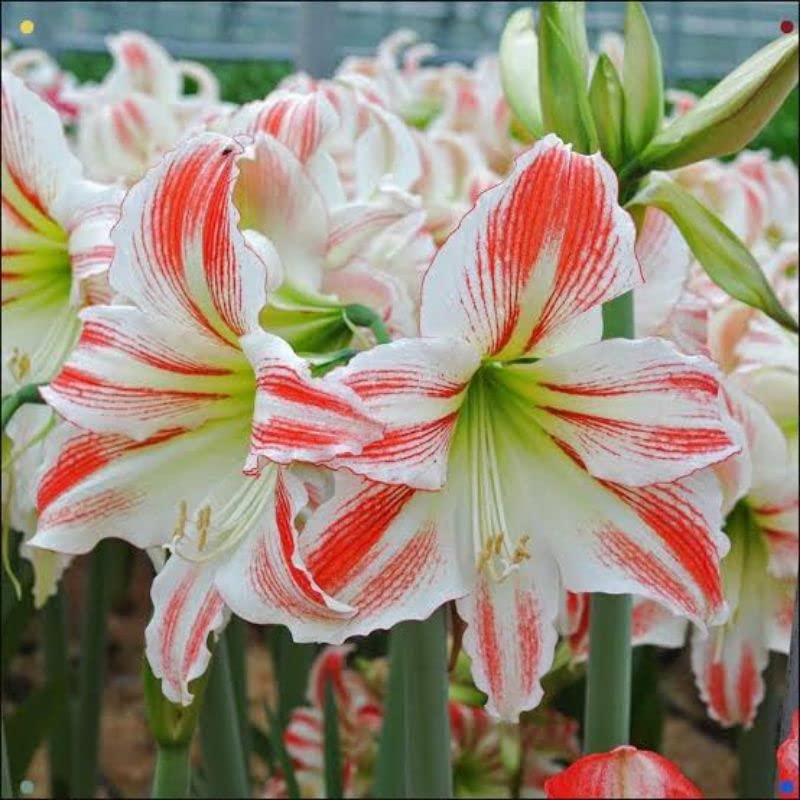 Red White Hippeastrum Rutilum Flower seeds for Planting Fragrant Blossoms Heirloom & GMO Free Seeds for Home Garden 
 
 Sale