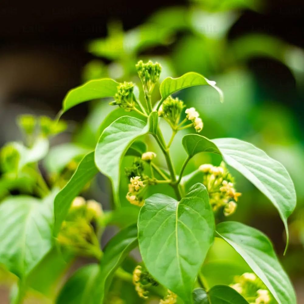 Gymnema Inodorum Flower seeds for Planting Fragrant Blossoms Heirloom & GMO Free Seeds for Home Garden