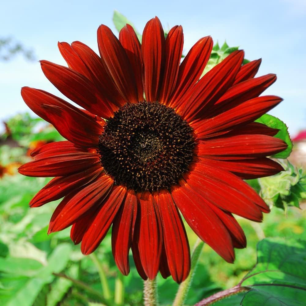 Dark Red Sunflower Seeds: Perfect for Your Garden Planting