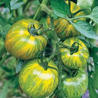 Tomate Cebra Seeds for Home Gardening