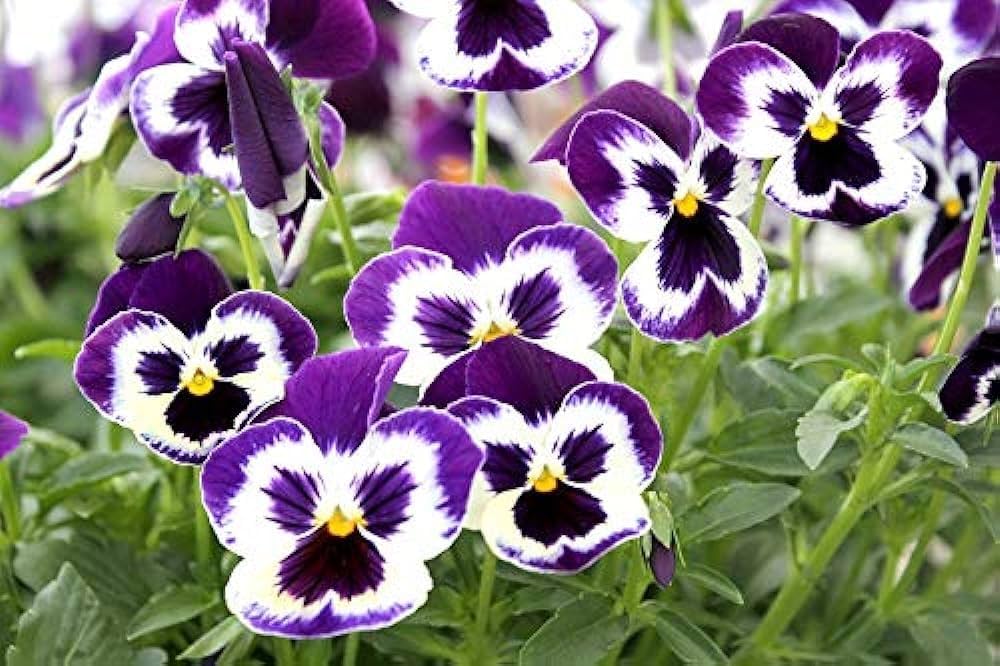 White Blue Pansy Flower Seeds for Planting Shade Tolerant Heirloom & GMO Free Seeds for Home Garden
 
 Sale
