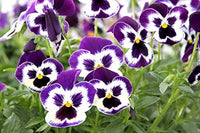 White Blue Pansy Flower Seeds for Planting Shade Tolerant Heirloom & GMO Free Seeds for Home Garden
 
 Sale