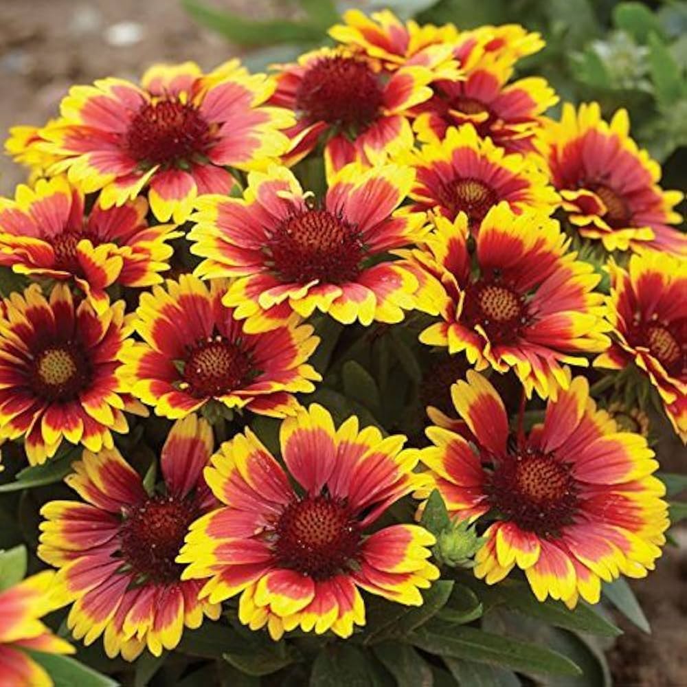 Gaillardia Aristata Flower seeds for Planting - Cut Flower Favorite, Heirloom & GMO Free Seeds for Home Garden