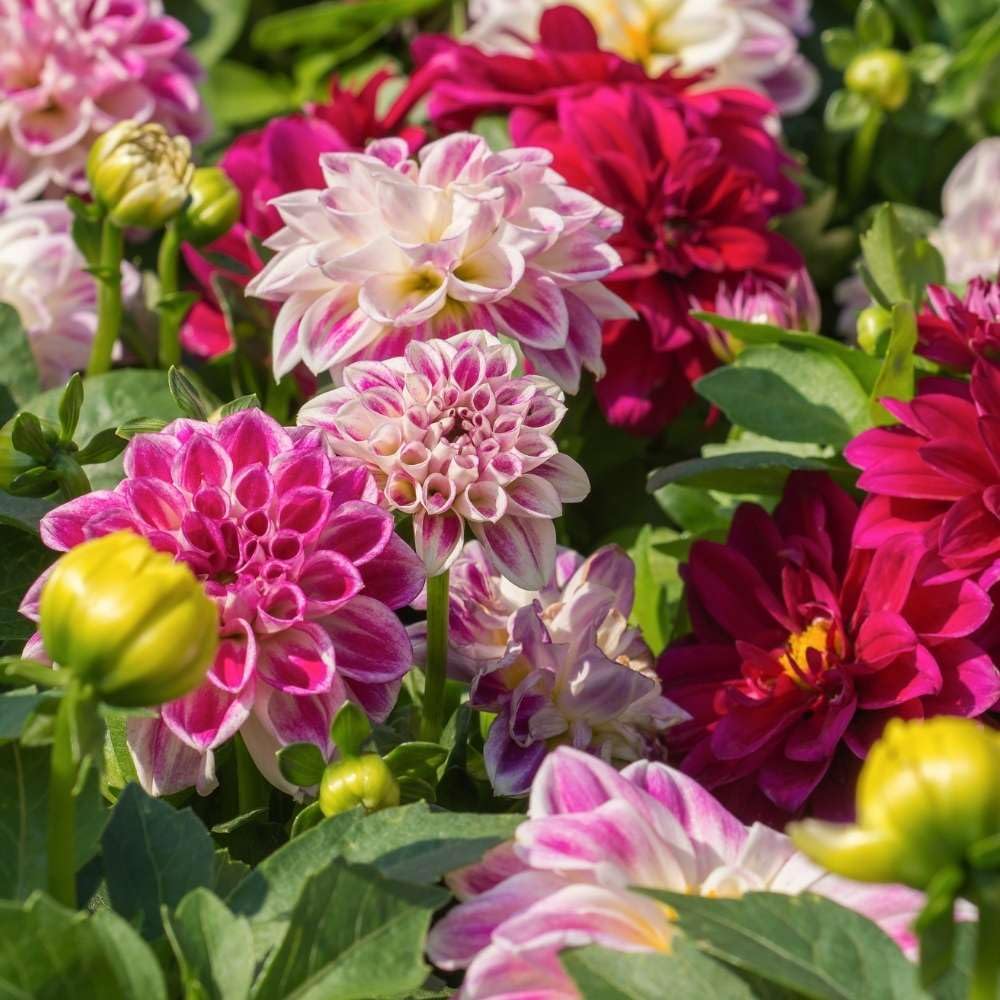Zinnia White Pink Flower seeds for Planting - Garden Favorite, Heirloom & GMO Free Seeds for Home Garden