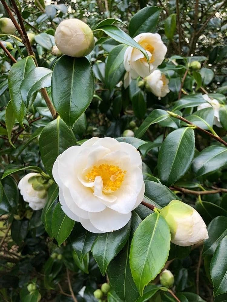 Camellia White Flower seeds for Planting - Wildflower Mix, Heirloom & GMO Free Seeds for Home Garden