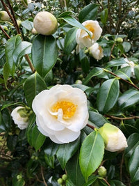 Camellia White Flower seeds for Planting - Wildflower Mix, Heirloom & GMO Free Seeds for Home Garden