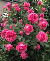 Deep Pink Rose Flower seeds for Planting - Shade Tolerant, Heirloom & GMO Free Seeds for Home Garden