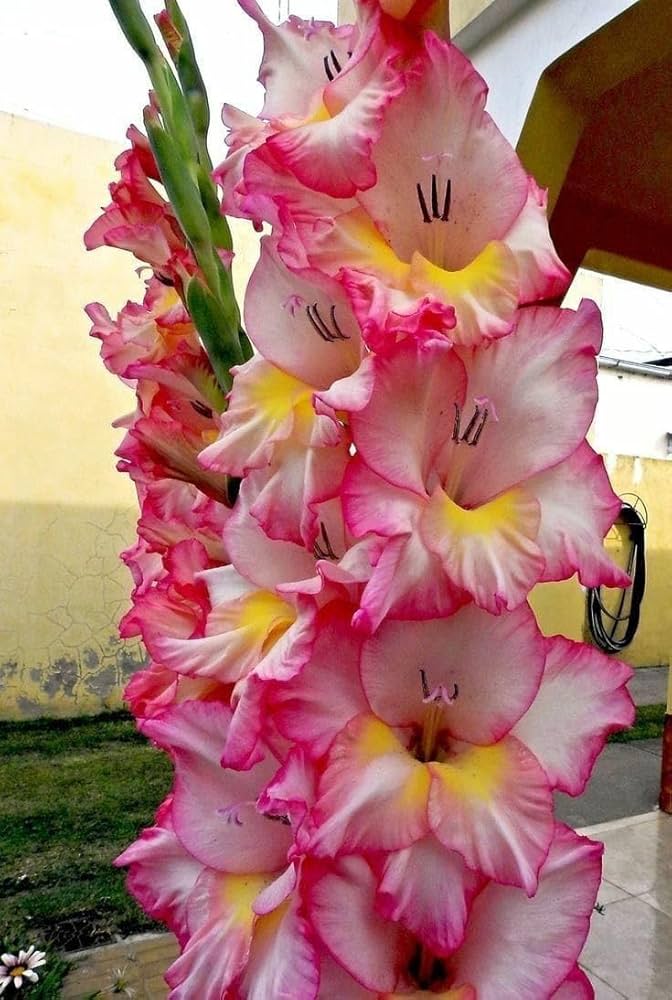 Light Pink Gladiolus Flower Seeds for Planting Fragrant Blossoms Heirloom & GMO Free Seeds for Home Garden
 
 Sale
