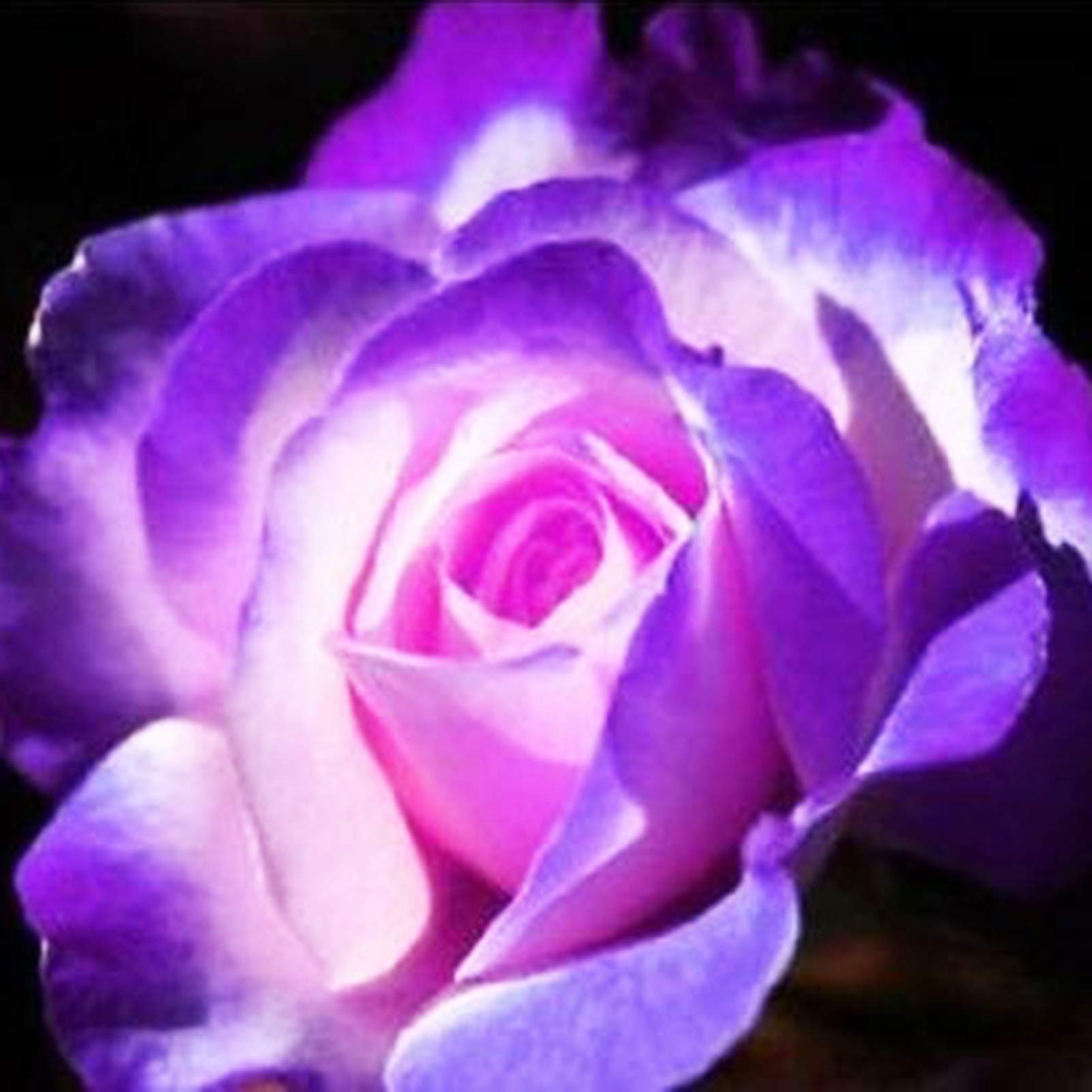 Rare Rose Seeds 24 Beautiful Flower Colors