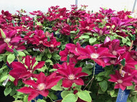 Red Purple Clematis Flower seeds for Planting Seasonal Bloomer Heirloom & GMO Free Seeds for Home Garden
 
 Sale