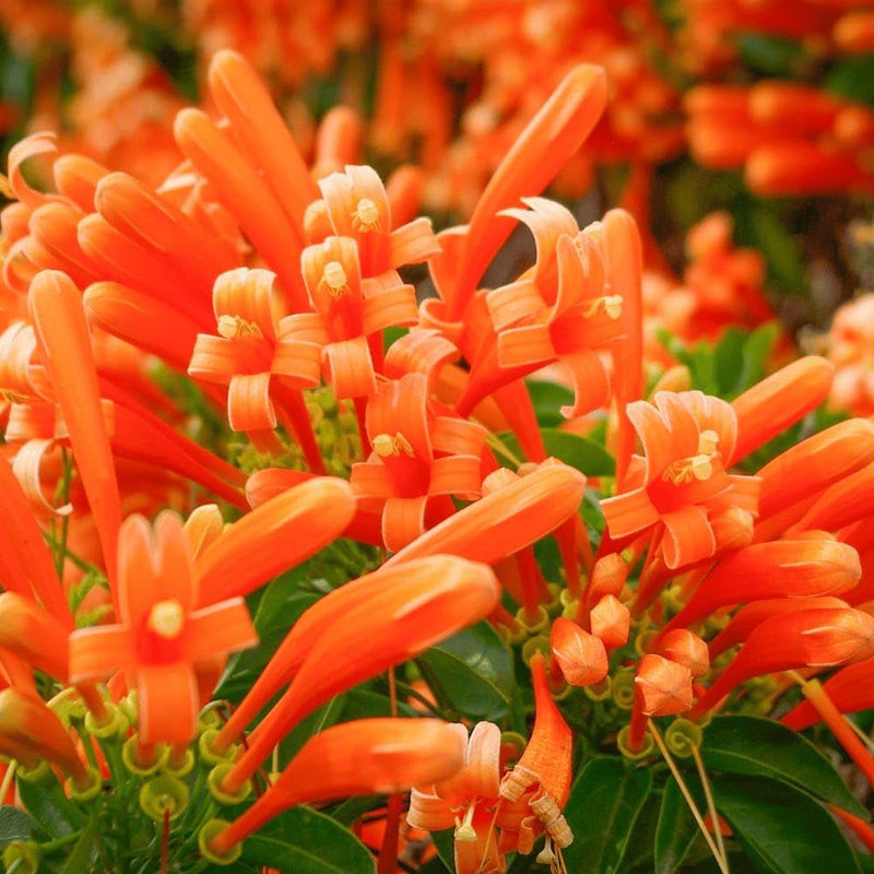 Red Pyrostegia Venusta Flower seeds for Planting Long Bloom Season Heirloom & GMO Free Seeds for Home Garden