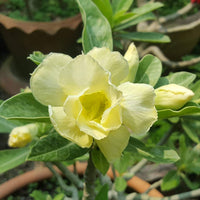 Light Yellow Adenium Obesum Flower seeds for Planting Hardy Variety Heirloom & GMO Free Seeds for Home Garden