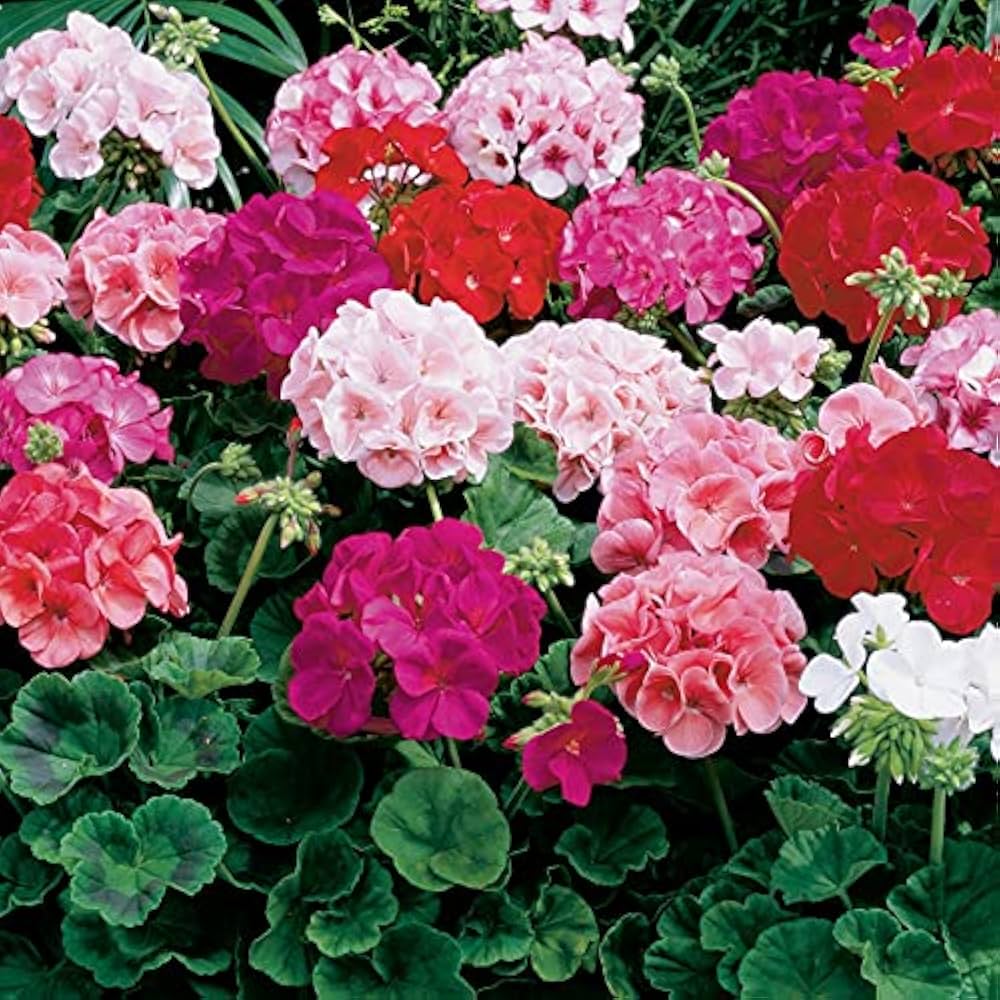 Burgundy Univalve Geranium Flower seeds for Planting Compact Growth Heirloom & GMO Free Seeds for Home Garden