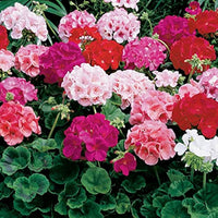 MultiColor Geranium Flower Seeds for Planting Garden Favorite Heirloom & GMO Free Seeds for Home Garden
 
 Sale