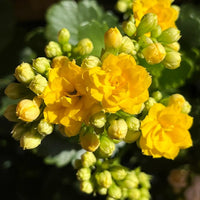 Yellow Kalanchoe Flower seeds for Planting Seasonal Bloomer Heirloom & GMO Free Seeds for Home Garden 
 
 Sale