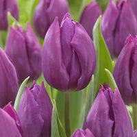 Purple Tulips Flower seeds for Planting Fragrant Blossoms Heirloom & GMO Free Seeds for Home Garden
 
 Sale seeds for home garden planting