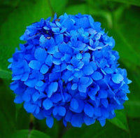 Deep Blue Hydrangea Flower seeds for Planting - Bright Blooms, Heirloom & GMO Free Seeds for Home Garden
 
 Sale seeds for planting in home garden