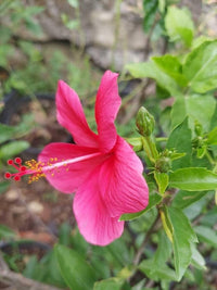 Thick Pink Hibiscus Flower seeds for Planting - Cottage Garden Essential, Heirloom & GMO Free Seeds for Home Garden