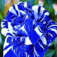 White Blue Rose Flower seeds for Planting Easy to Grow Heirloom & GMO Free Seeds for Home Garden
