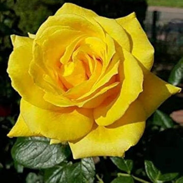 Deep Yellow Rose Flower seeds for Planting - Cut Flower Favorite, Heirloom & GMO Free Seeds for Home Garden