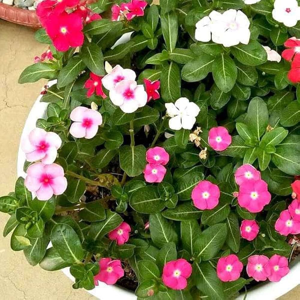 Vinca Pacifica XP Bold Mix Seeds for Bright Garden Colors