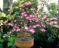 Pink Calliandra Eriophylla Flower seeds for Planting - Low Maintenance, Heirloom & GMO Free Seeds for Home Garden